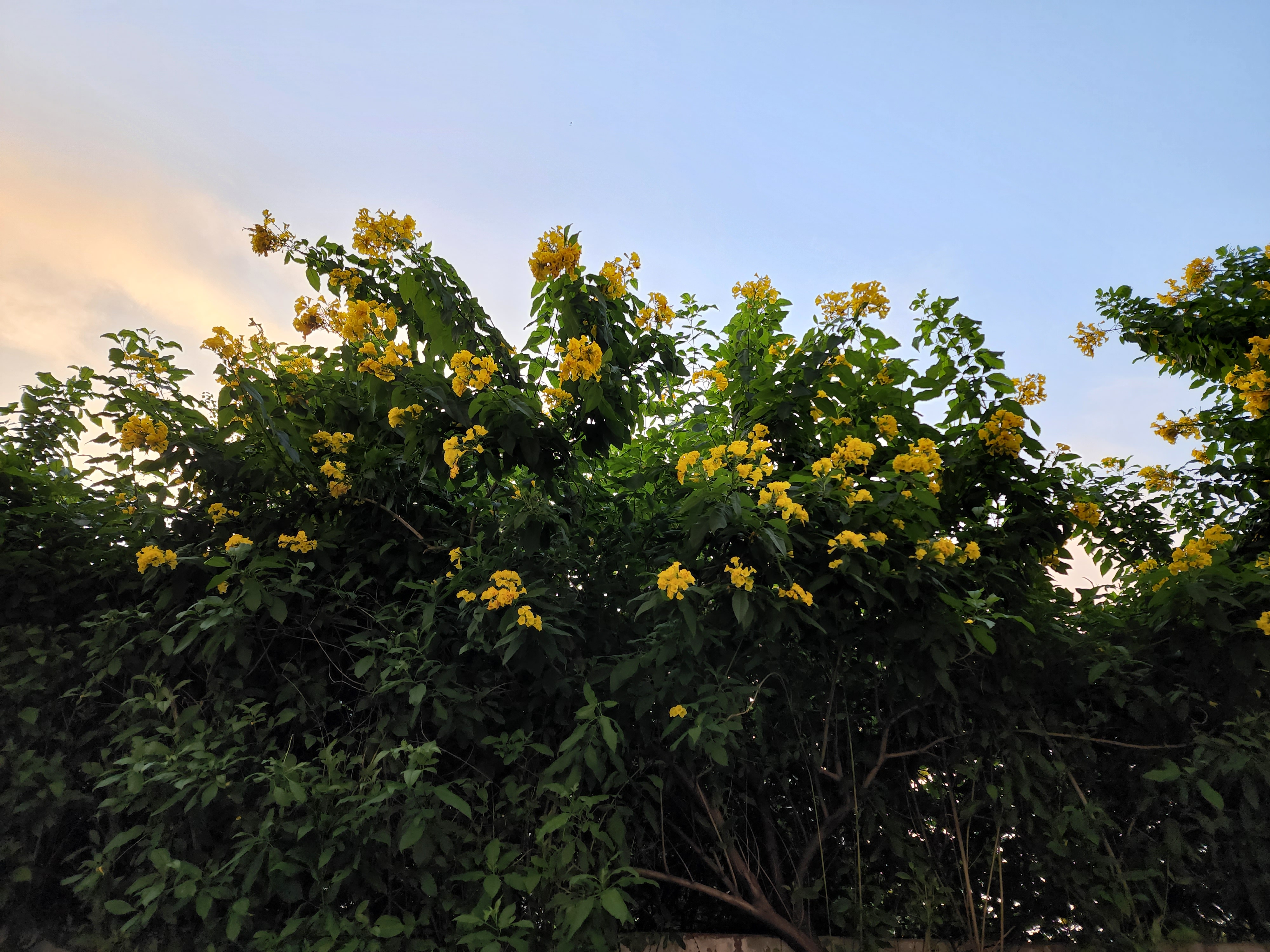الزهور الصفراء في غروب الشمس.