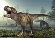 أظهر بحث جديد من جامعة فاندربيلت في الولايات المتحدة الأمريكية أن T. rex (في الصورة) ربما كان لديه نفس عدد الخلايا العصبية في الدماغ مثل الرئيسيات الحديثة.